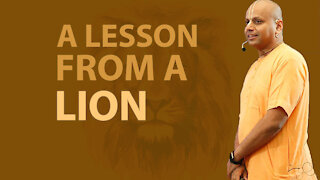 A lesson from a lion
