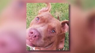 Tulsa family searching for missing dog with tragic past