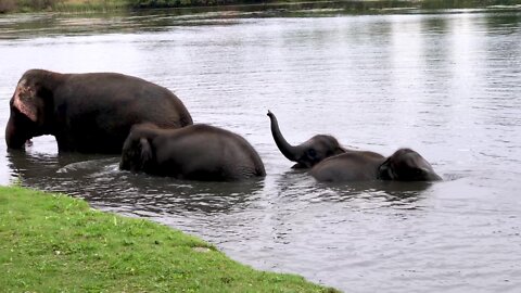 Elephants relax and splash in river during hot day
