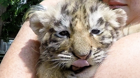 Tiny Tiger Cub Tries To Roar