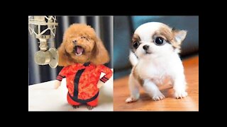 Cute, Smart and Funny Dogs
