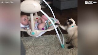 Quando a cullare il neonato è... Un gatto!