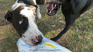 Great Danes play tug-of-war with Amazon package