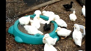 A Duck Pool Party