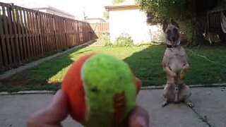 Tämä koira tekee mitä tahansa saadakseen pallonsa