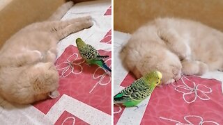 Patient cat incredibly ignores pesky parrot