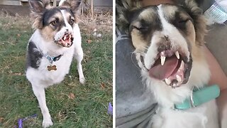 DOG WITH NO NOSE FINDS FOREVER HOME AND IS LIVING HER BEST LIFE