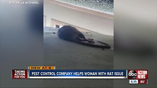 Pest control company helps Pinellas County woman with rat issue