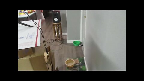 Tuxedo Cat Goes Crazy With Water Dish While I Was Making My Music Video