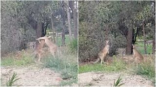 Hvordan stoppe et kenguru-slagsmål