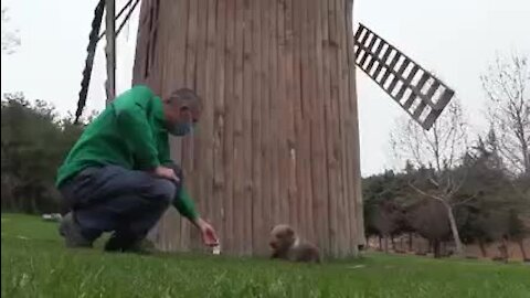 Chimpanzé e urso bebé tornam-se melhores amigos em Zoo da Turquia