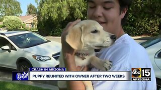 Puppy reunited with owner after two weeks