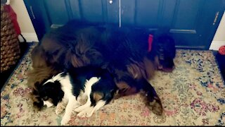 Dreaming Newfie kicks Cavalier puppy in the face