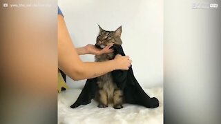 Come rendere fashion il tuo gatto!