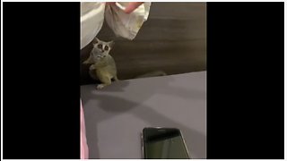 Cute Bush Baby Plays Tag With Owner