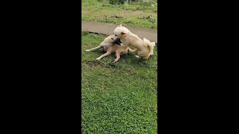 The amazing dog wrestling, this is how my dog played