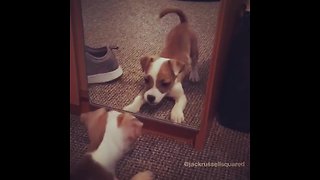 Jack Russell puppy tries to befriend mirror reflection