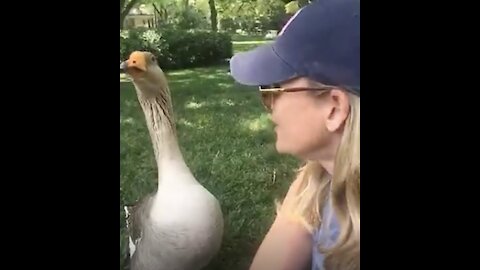 Woman Becomes Best Friends With A Goose!