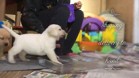 Watch this puppy learn how to become a service dog