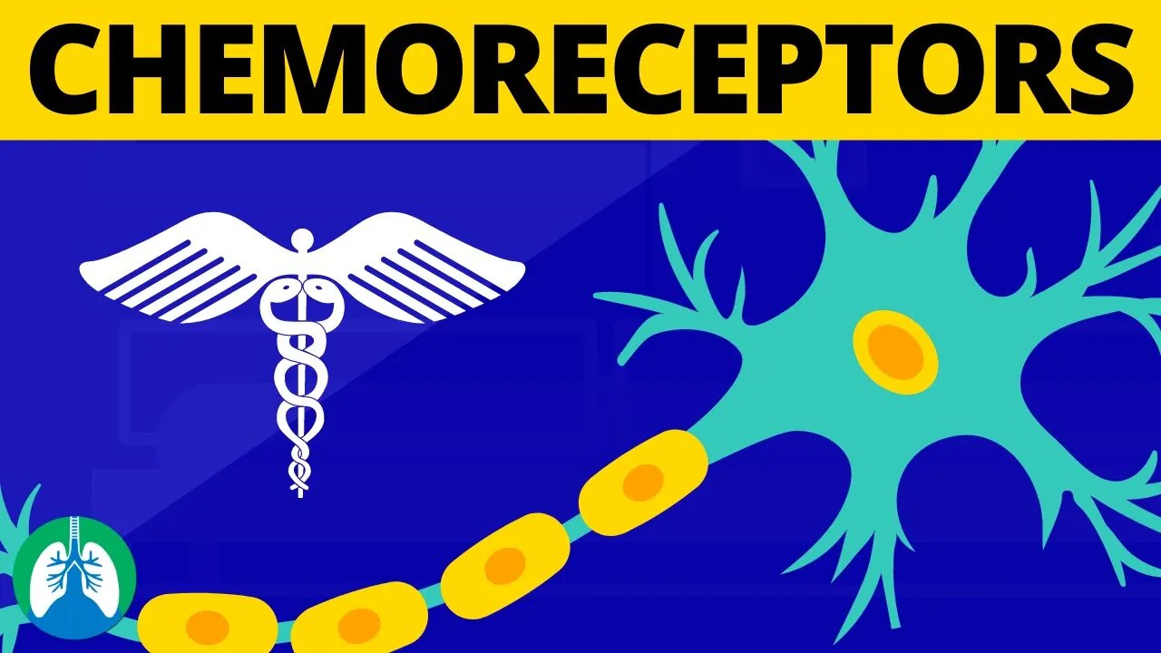 chemoreceptors-medical-definition-physiology-of-breathing