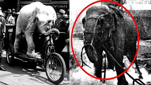 Why Thomas Edison Electrocuted An Elephant?