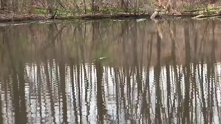 Second video of mystery animal in Akron turtle pond