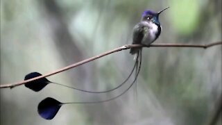 Most Beautiful Humming Birds in the world