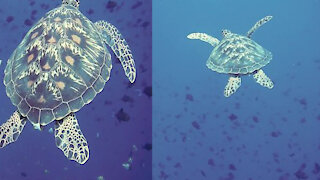 Turtle-underwater swimming