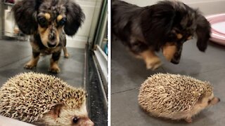 Frank the Wiener dog curiously meets new hedgehog brother