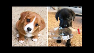 Watch Cute baby animals - Adorable