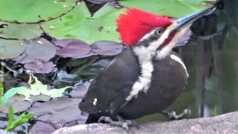 Gigantic woodpecker comes to drink at backyard pond