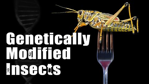 Genetically Modified Insects – Risks Intentional? | www.kla.tv/26379