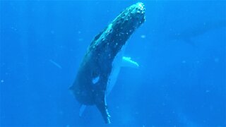 Beautiful humpback whale sings as he surfaces beside swimmers