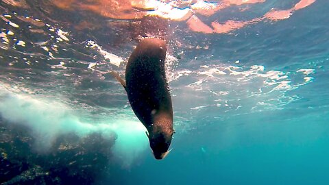 Playful sea lions are just ocean puppies at heart
