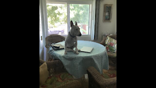 "Dottie.... what are you doing on the table?"