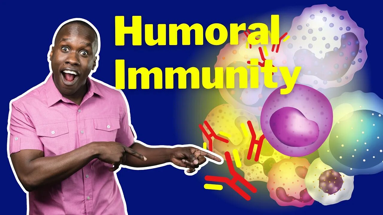 The Humoral Response - B Cell Activation, Antibody Production & Memory ...