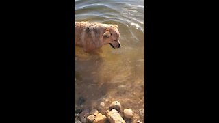 Cattle dog totally freaks out over rock thrown into the water