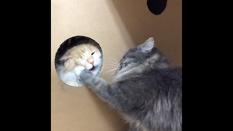 Two funny Maine Coon Cats fighting in Box