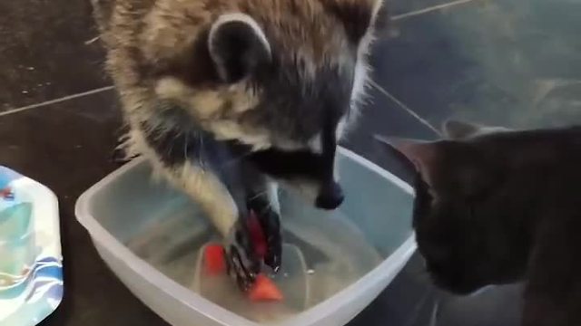 Cat Isn't Very Happy As Raccoon Washes Food In Its Water Bowl