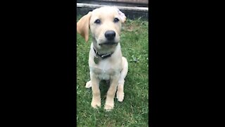 Watch this adorable puppy grow up