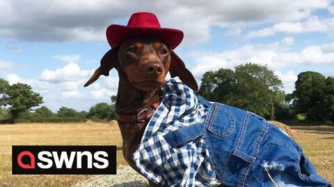 Meet the adorable 'dogfluencer' who has a bigger wardrobe than his owner