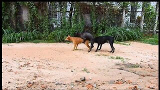 funny dog meeting video