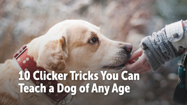 how to make a homemade dog clicker