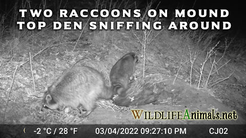 Two Raccoons Sniffing Around Mound Top Den Night - Winter - #TrailCamProject