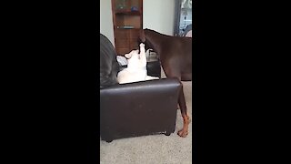 Dog and cat take turns grooming each other