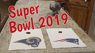 Psychic Parrot Predicts Super Bowl Winner