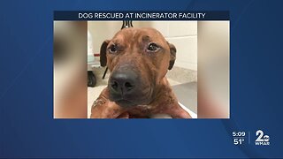 Dog found after cleaning a dumpster at city's incinerator