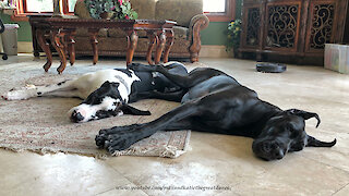 Affectionate Great Danes Love To Snuggle