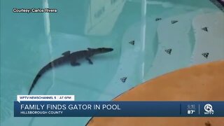 Gator found in pool