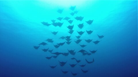 Scuba diver witnesses large devil ray migration right above him
